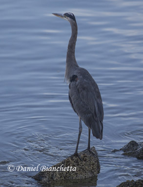 Great Blue Heron, photo by Daniel Bianchetta