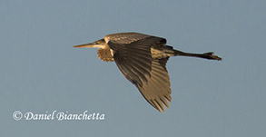 Great Blue Heron, photo by Daniel Bianchetta