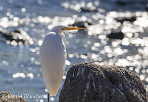 Great Egret, photo by Daniel Bianchetta