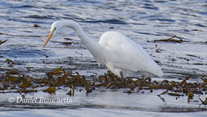 Great Egret standing on kelp, photo by Daniel Bianchetta