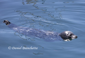 Harbor Seal, photo by Daniel Bianchetta