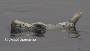 Harbor Seal, photo by Daniel Bianchetta