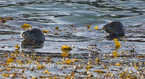 Harbor Seals, photo by Daniel Bianchetta