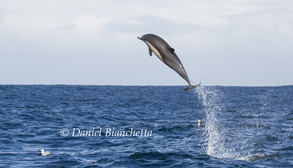 High jumping Long-beaked Common Dolphin, photo by Daniel Bianchetta