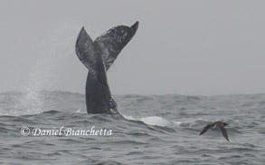 Humpback Whale tail throw and Common Murre, photo by Daniel Bianchetta