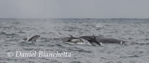 Humpback Whale and Pacific White-sided Dolphins, photo by Daniel Bianchetta