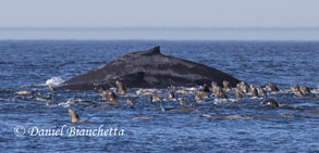 Humpback Whale and Sea Lions, photo by Daniel Bianchetta