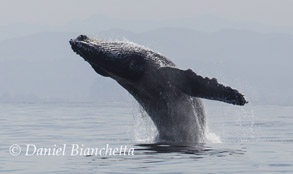 Humpback Whale breaching, photo by Daniel Bianchetta