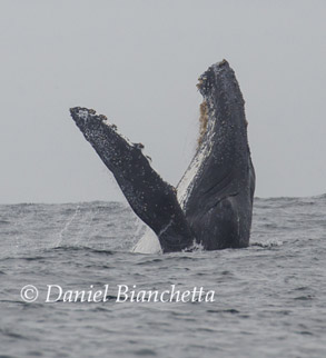 Humpback Whale breaching, photo by Daniel Bianchetta