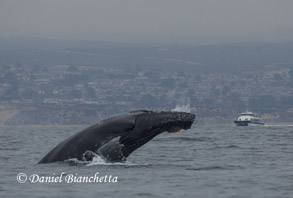 Humpback Whale breaching with lighthouse in background, photo by Daniel Bianchetta