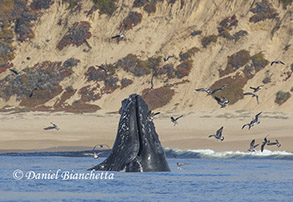 HumpbackWhale close to shore, photo by Daniel Bianchetta