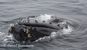 Humpback Whale close-up, photo by Daniel Bianchetta