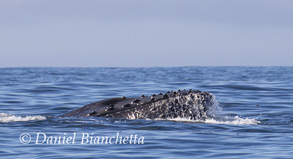 Humpback Whale, photo by Daniel Bianchetta