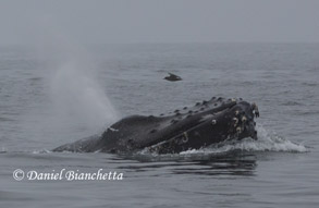 Humpback Whale, photo by Daniel Bianchetta