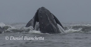 Humpback Whale lunge-feeding, photo by Daniel Bianchetta