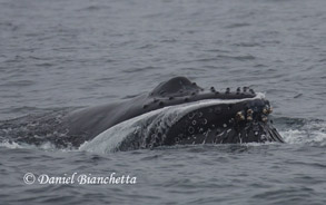 Humpback Whale lunge feeding, photo by Daniel Bianchetta