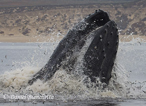 Humpback Whale lunge feeding on anchovies, photo by Daniel Bianchetta