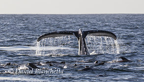 Humpback Whale tail and California Sea Lions, photo by Daniel Bianchetta