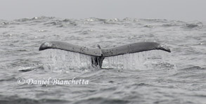 Humpback Whale tail, photo by Daniel Bianchetta