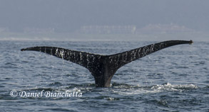 Humpback Whale tail, photo by Daniel Bianchetta