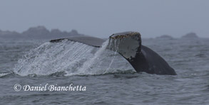 Humpback Whale tail, photo by Daniel Bianchetta