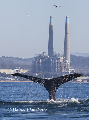 Humpback Whale tail, photo by Daniel Bianchetta