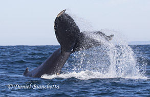 Humpback Whale tail throw, photo by Daniel Bianchetta