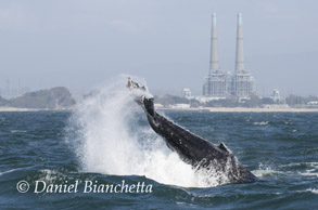 Humpback Whale tail throwing, photo by Daniel Bianchetta