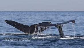 Humpback Whale tails, photo by Daniel Bianchetta