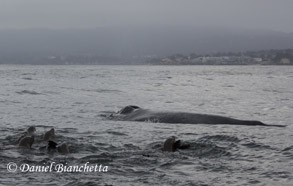 Humpback Whale with California Sea Lions, photo by Daniel Bianchetta