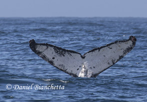 Humpback Whale tail with Killer Whale teeth marks, photo by Daniel Bianchetta