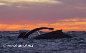 Humpback Whales at sunset, photo by Daniel Bianchetta