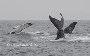 Humpback Whales, photo by Daniel Bianchetta