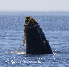 Kelping Humpback Whale, photo by Daniel Bianchetta