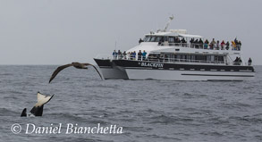 Killer Whale and Black-footed Albatross by the Blackfin, photo by Daniel Bianchetta