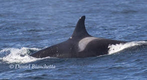 Killer Whale, photo by Daniel Bianchetta