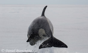 Killer Whale, photo by Daniel Bianchetta