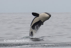 Killer Whale, photo by Daniel Bianchetta