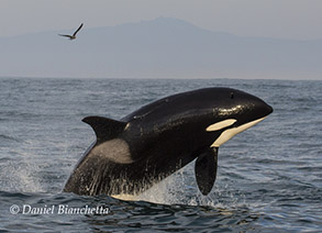 Killer Whale, photo by Daniel Bianchetta