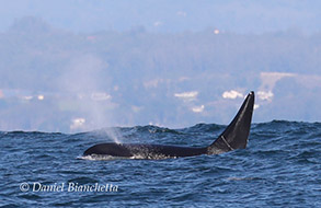 Killer Whale, photo by Daniel Bianchetta