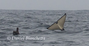 Killer Whale tail with Black-footed Albatross, photo by Daniel Bianchetta