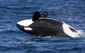 Killer Whale upside down, photo by Daniel Bianchetta