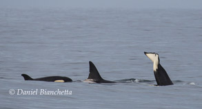 Killer Whale and Blackfin, photo by Daniel Bianchetta