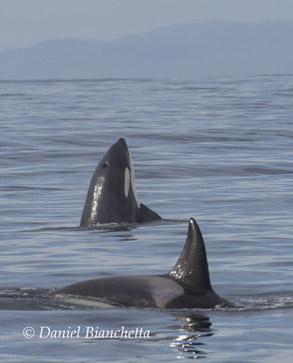 Killer Whale and Blackfin, photo by Daniel Bianchetta