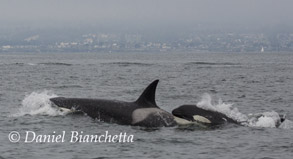 Killer Whales, photo by Daniel Bianchetta