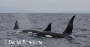 Killer Whales, photo by Daniel Bianchetta