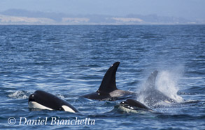 Killer Whales, photo by Daniel Bianchetta