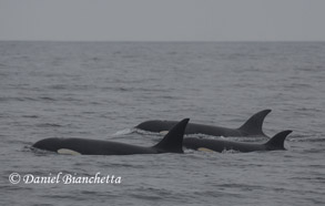 Killer Whales, photo by Daniel Bianchetta