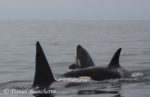 Killer Whales, photo by Daniel Bianchetta