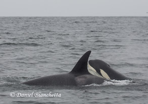 Killer Whales, photo by Daniel Bianchetta